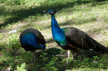 Obraz premium peacock in the park