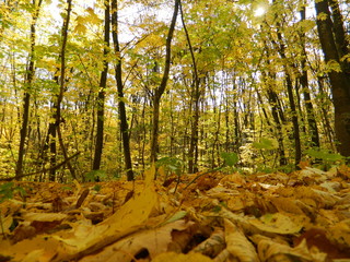 The magical beauty of the autumn forest. Trees in gold.