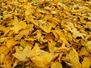 The magical beauty of the autumn forest. Trees in gold.