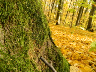 The magical beauty of the autumn forest. Trees in gold.