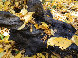 The magical beauty of the autumn forest. Trees in gold.