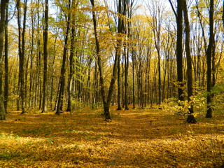The magical beauty of the autumn forest. Trees in gold.