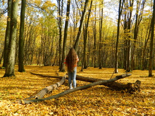 The magical beauty of the autumn forest. Trees in gold.