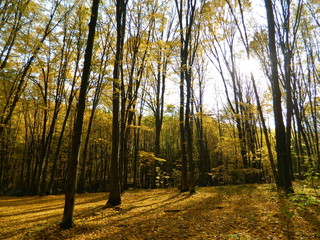 The magical beauty of the autumn forest. Trees in gold.
