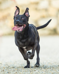 Pies Dog Amimals Zwierzę Szczęście Radość  © Kuba Petrymusz