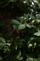 green leaves of a tree