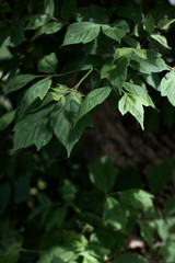 green leaves of a tree