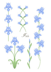 Iris, fleur-de-lis, flower-de-luce, flag color illustration In art nouveau style, vintage, old, retro style. Vector illustration.
