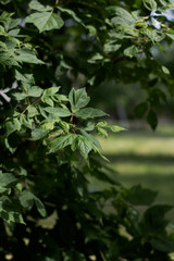 green leaves of a tree in spring