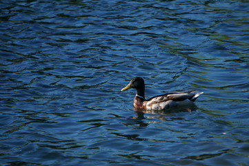 duck in the water