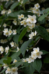 Obraz na płótnie Canvas white flowers in garden