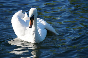 white swan on the lake