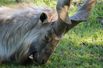 Mountain goat close-up