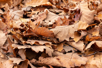 Autumn oak leaves on ground, top view background
