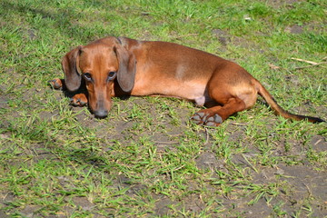dog on grass