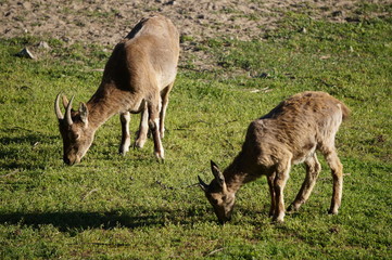 Naklejka na ściany i meble herd of fallow deer