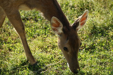 Cervid Deer Big Breasts Female
