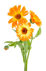 Marigold flowers with green leaves isolated on white background. Calendula officinalis.