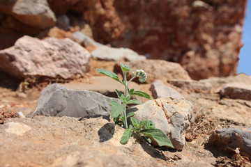 Single wild flower in dry sandy environment growth between rocks