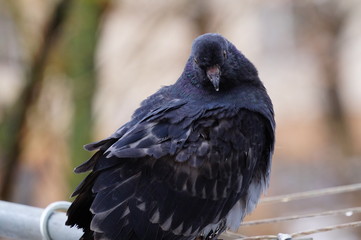 bird of prey
