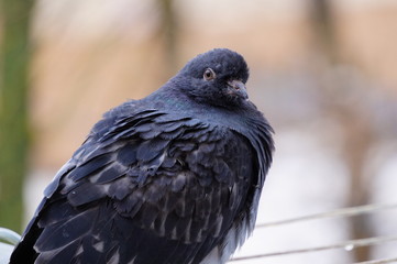 bird of prey