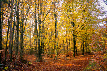 Beautiful beech trees in the forest in autumn colors as yellow, brown and orange