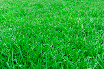 Close-up, Green grass texture background, Park green lawn texture