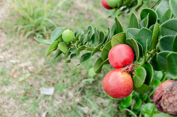 Natal Plum On Branch