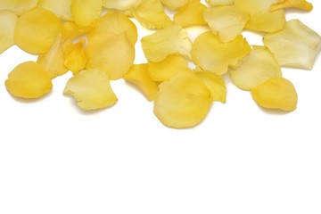 A group of sweet yellow rose corollas on white isolated background and copy space