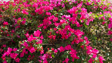 Fototapeta premium Small red flowers in the garden