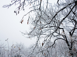 a lot of snow on tree branches in the garden on a winter day