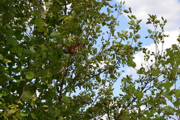green leaves and blue sky
