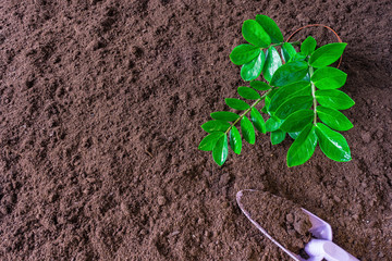 Zanzibar Gem Zamioculcas Araceae plant on the soil.