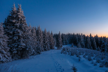 Fantastic evening landscape with dramatic winter scene with snowy trees. Carpathians, Romania