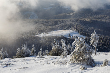 Landscape scene in the mountain forest. Misty winter landscape in the snowy wood.