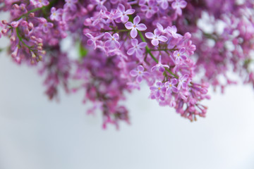 A branch of blossoming lilac (syringa) flowers. Lilac background. Lilac closeup.