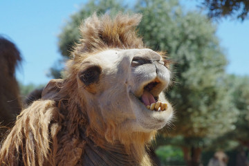 laughing camel  head zoo safari
