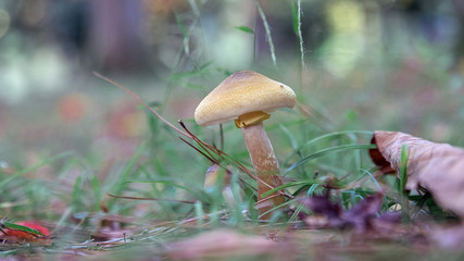 Kingdom of mushrooms in the forest.