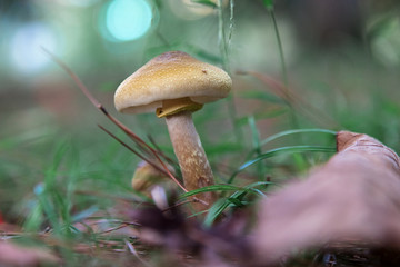 Kingdom of mushrooms in the forest.