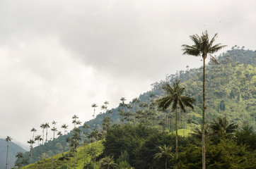 Fototapeta na wymiar Quindio wax palms, Ceroxylon quindiuense, in the Cocora Valley