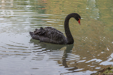 Черный лебедь на пруду. 