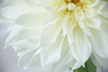 close up of a single white dahlia flower