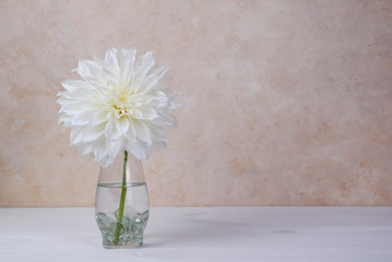a single white dahlia flower arranged in a clear vase on a warm tan colored background. copy space