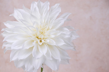 close up of a single white dahlia flower with a warm tan background with copy space