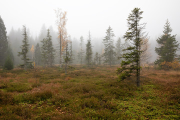Etang de la Gruère: Allein am stillen Moorsee