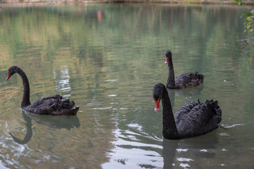 Graceful black swans in the lake.