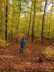 Fototapeta premium Wandering in the woods