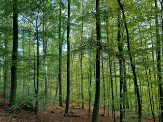 Green woods