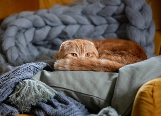 Little cat sitting in armchair at home