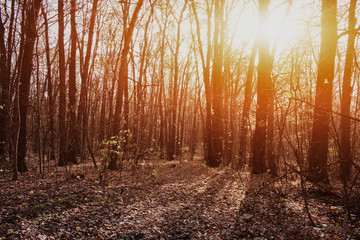 Autumn forest landscape, trees in the sunlight.